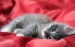 cute-kittie-wallpapers_22719_1280x800
